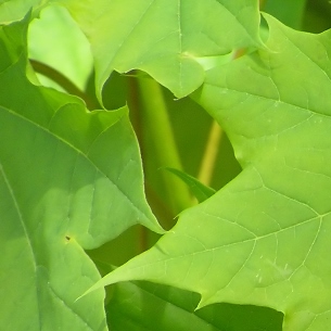 Green Leaves