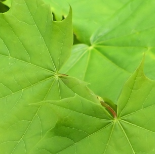 Green Leaves